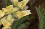 Tennessee milkvetch